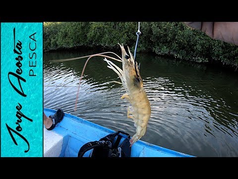 Pescando con CAMARON en manglares de - YouTube