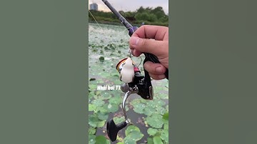 Câu cá lóc bằng nhái hơi T1 😍