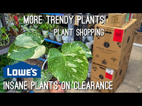 Plants on Clearance