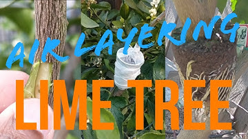 Air Layering On Lime Trees !