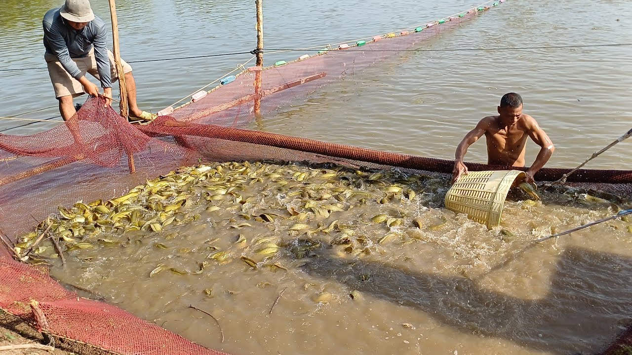 Thu hoạch cá trê vàng rặc hầm em gái xinh nuôi cá quá đẹp