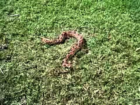 Snake that killed my dog Martin!