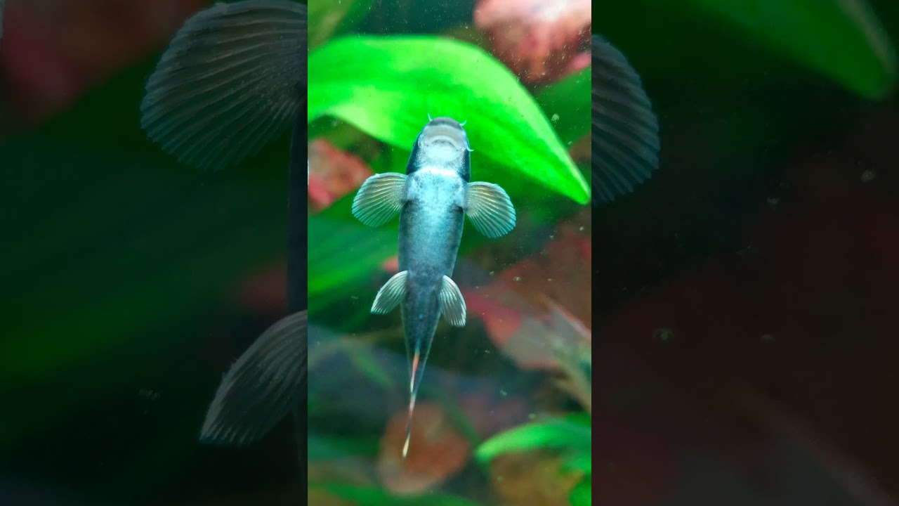 Prachtalgenfresser Garra flavatra 