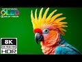 Most Beautiful 8K HDR 120FPS Video | Dolby Vision Ultra HD Visual Experience