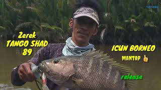 Master Icun Borneo I Berburu Monster Black B Bulungan I Zerek Tango Shad 89 Abidin Fishing