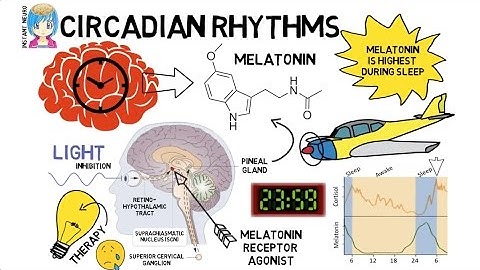INSTANT NEURO - Circadian Rhythms