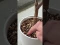 🍀真夏でも枯らさない 水切れを防ぐコツ🍀【☘Life with Houseplant】2607-1#shorts