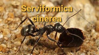 Serviformica cinerea. Молодая семья расширяет гнездо. Рабочие выносят мелкие песчинки наружу