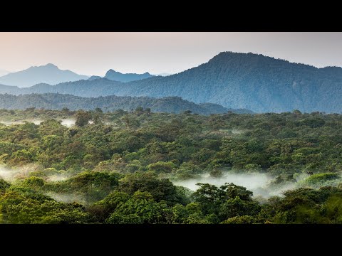 Video: Orman nasıl sürdürülebilir bir verim sağlayabilir?