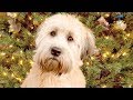 Funny Wheaten Terrier Videos