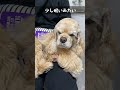 父の膝の上で寝てしまいそう(コッカースパニエル)
