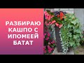 Как буду сохранять ипомею батат из магазинного клубня?