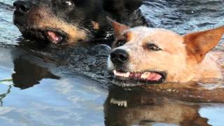 Breed All About It; Australian Cattle Dog