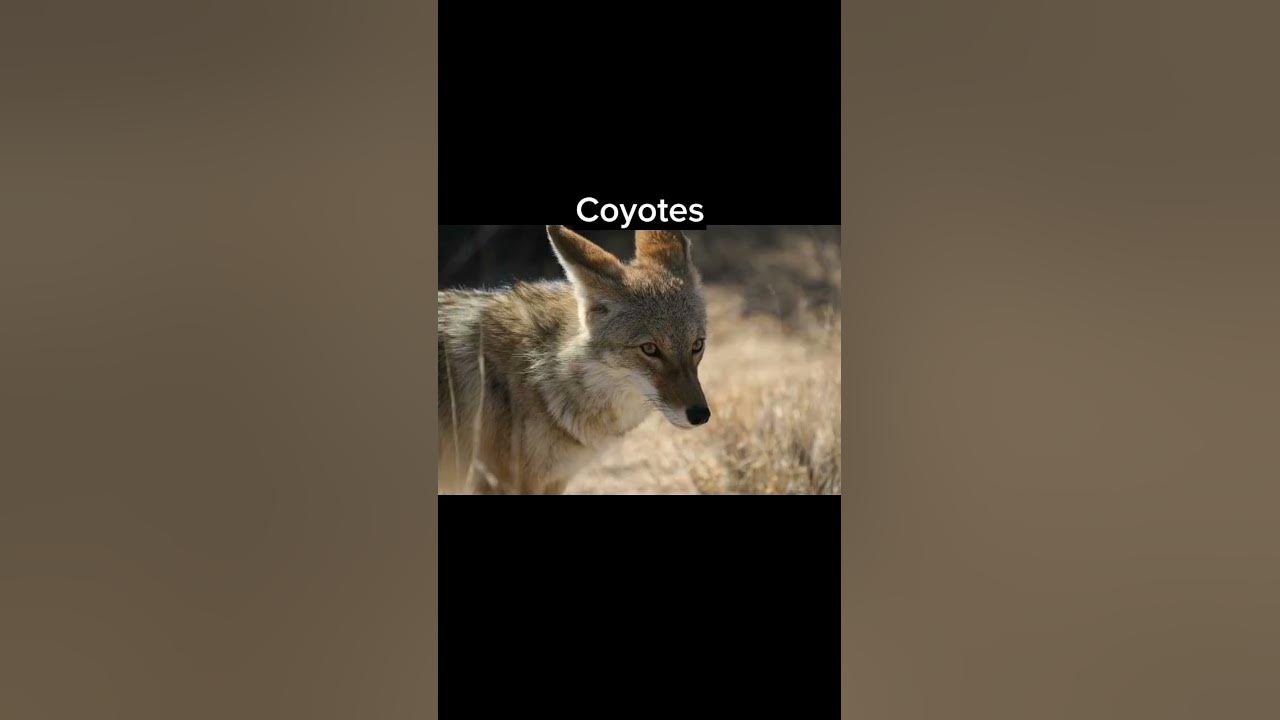 the-animal-most-likely-to-kill-you-from-each-state-youtube