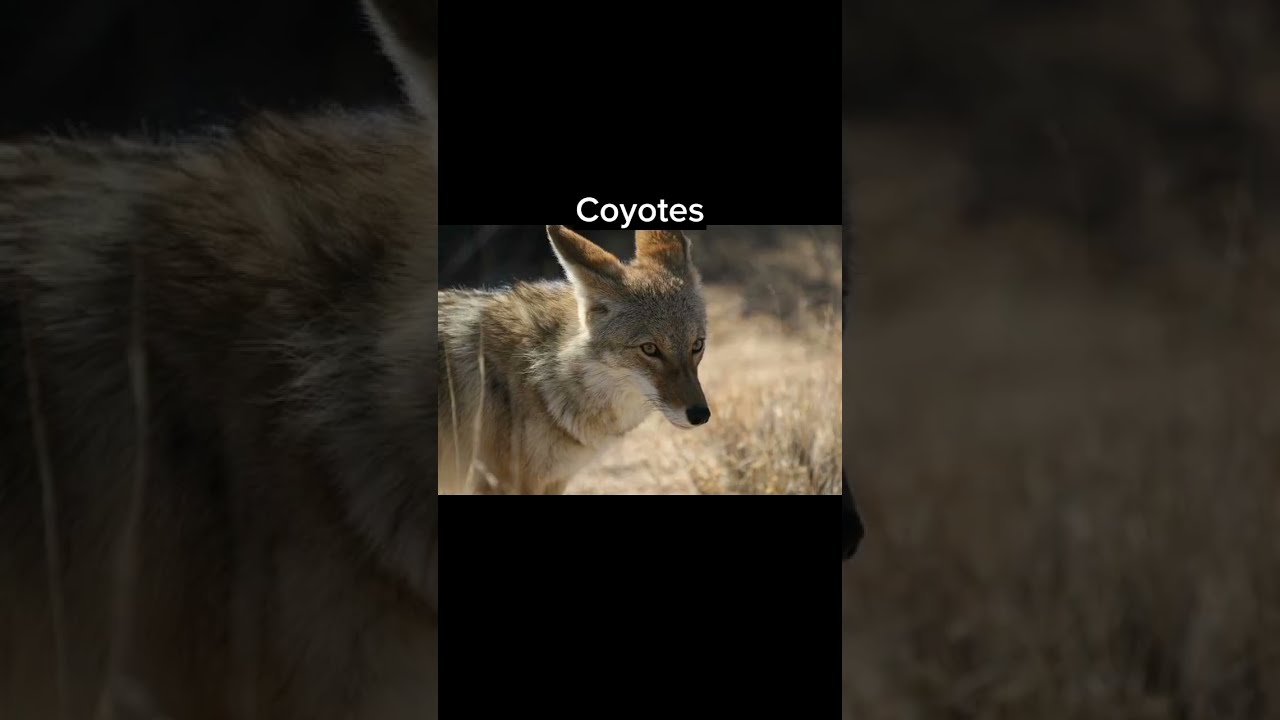 The Animal Most Likely To Kill You From Each State YouTube The Animal Most Likely To Kill You From Each State YouTube
