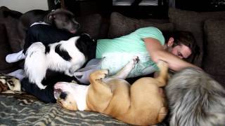 Bulldog, Sarplaninac, Saffordshire Bullterrier Playfighting