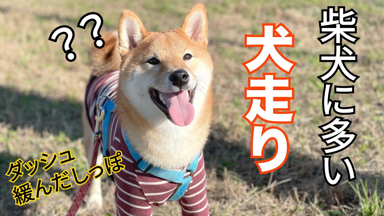 柴犬 突然に走り狂う犬に笑いが止まりません 犬走り Youtube