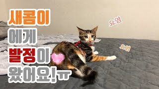 [콤콤이네] 새콤이의 발정 (female cat in heat) by 콤콤하네 20,961 views 5 years ago 4 minutes, 55 seconds