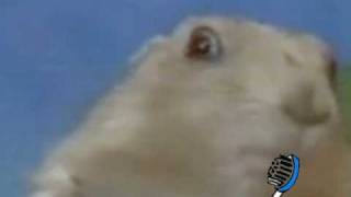 Dramatic Marmot