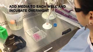 Viral Titration
