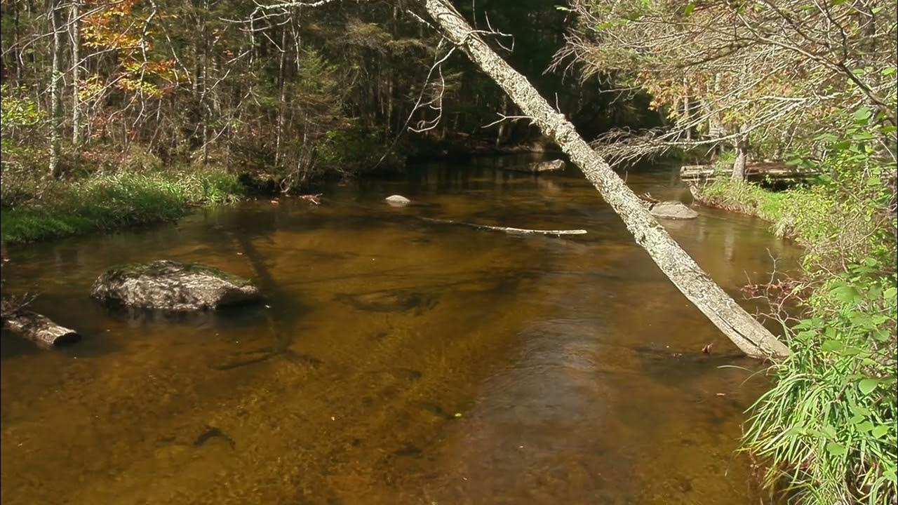 Fishing the South Branch Oconto River in Wisconsin YouTube