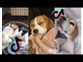 😂 Funny and Cute Beagle 😍 Dogs and Puppies Tiktok Compilation