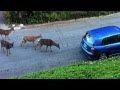 Cat meets a pack of deers