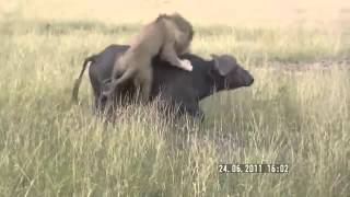 Lion attacks buffalo Masai Mara, Kenya Лев атакует буйвола