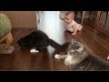 赤ちゃんにハイハイの練習をさせる猫 ノルウェージャンフォレストキャット A cat that lets your baby practice crawling