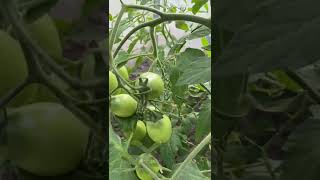 Наши томаты🍅 #томаты #помидоры #теплица #огород #грядки #садиогород #загородныйдом #переезднаюг