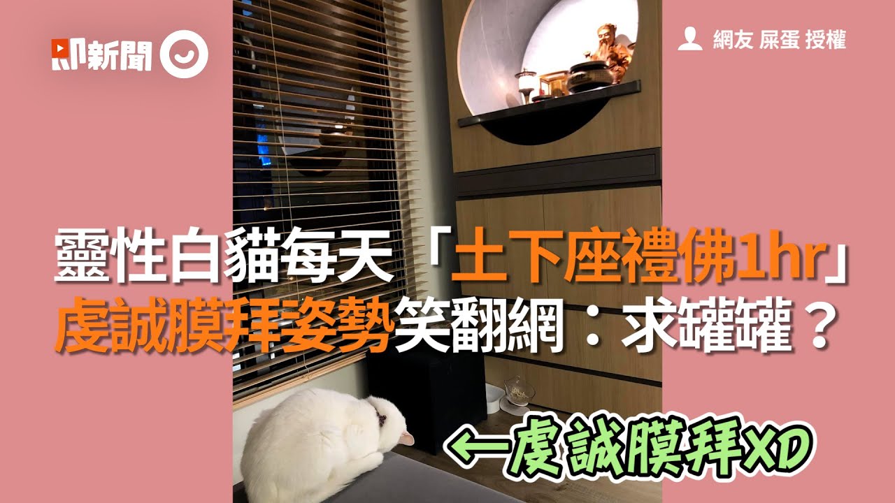 靈性白貓每天「土下座禮佛1hr」 虔誠膜拜姿勢笑翻網:求罐罐?│寵物│貓咪|猫|ねこ│Pet│Cat│Kitten