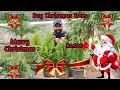 Buy Real Christmas Trees - Araucaria, Golden Green Cypress | Indoor Plant