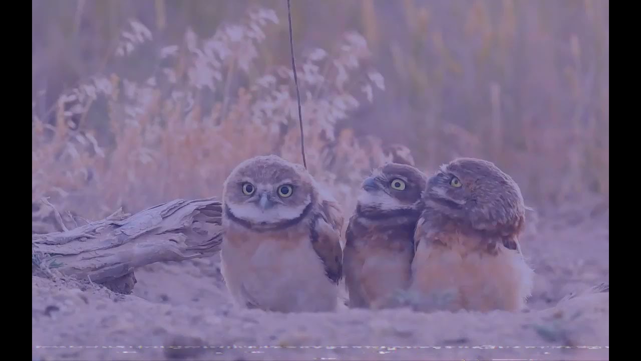 Look At the Owl(Sat Tee Touy) with real lyrics