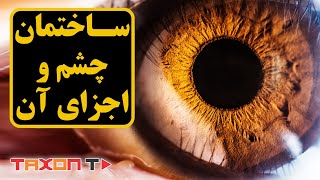 ساختمان چشم و اجزای آن