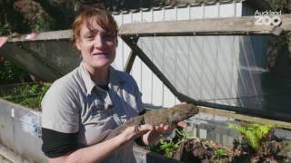 Zoo Tales  Truly unique tuatara