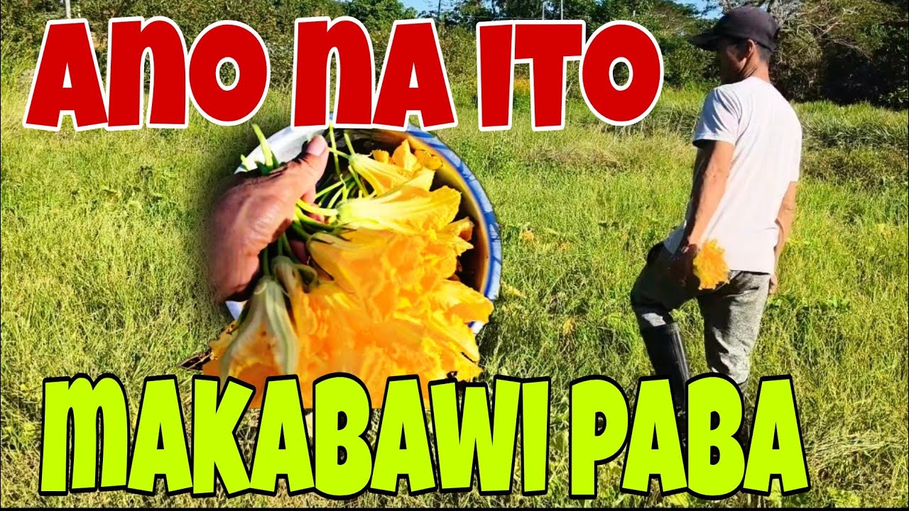 Ang Kalabasa|Buhay sa Bukid