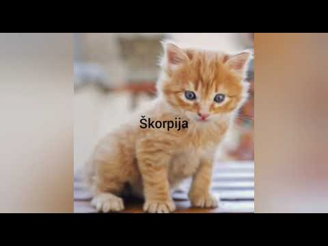 Video: Koji je horoskopski znak stijena?