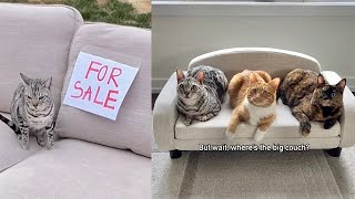 My Cats Tried To Sell My Couch! 😱