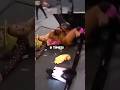 Nia Jax Slammed Her Thru A Table 9 Weeks In A Row!