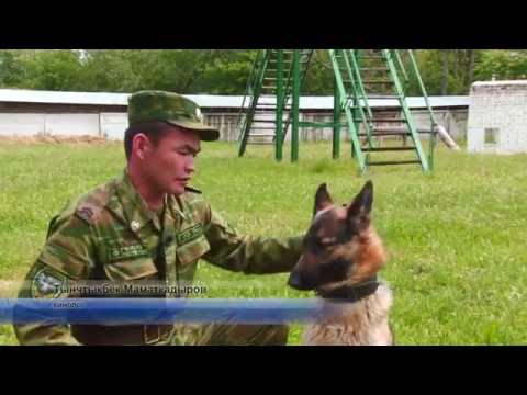 Video: Мэриленддеги бал аарыларын коргоого жардам берүү үчүн үйрөтүлгөн иттер