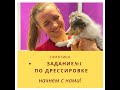 1 урок по дрессировке щенка корги. (вельш корги) С чего начать обучение? как правильно обучать?