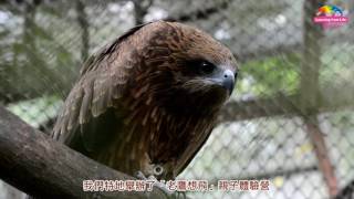 黑鳶擔任環境指標生物「老鷹想飛」體驗營談保育