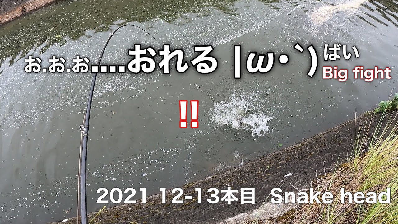 釣り Snakehead 21 12 13本目 ライギョ Youtube