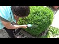 Cordless shrub and grass shear set by Bosch