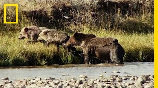 One Tough Mama Bear | America's National Parks