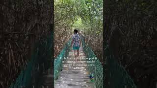 ? ¿CAMINARÍAS ENTRE COCODRILOS? ? | La Manzanilla, Jalisco #Shorts
