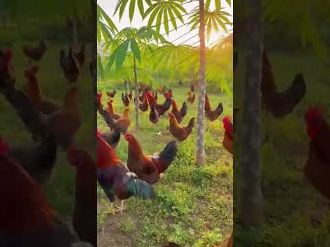 Live footage of Chickens Roaming. by jsp Farm ug 