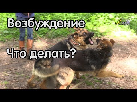 Возбуждение на собак, отказ выполнять команды, что делать?