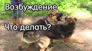 Возбуждение на собак, отказ выполнять команды, что делать?