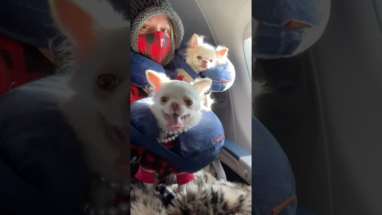 Chihuahua Dogs Not Liking Cold WI Weather (Comedy Skit Short Film) | The Furry Kiddos